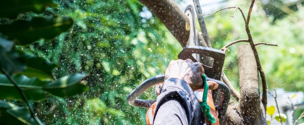 Tree Trimming vs. Tree Removal: How Lake Oconee Homeowners Can Tell The Difference 4 tree trimming vs tree removal lake oconee ga